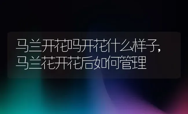 马兰开花吗开花什么样子,马兰花开花后如何管理 | 养殖学堂