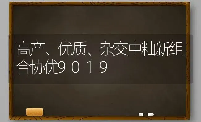 高产、优质、杂交中籼新组合协优9019 | 养殖技术大全