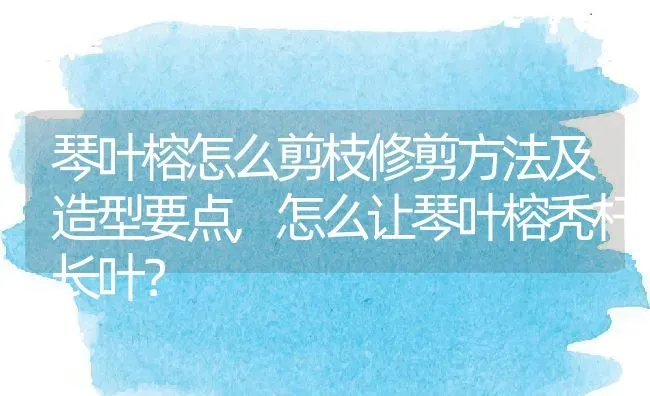 琴叶榕怎么剪枝修剪方法及造型要点,怎么让琴叶榕秃杆长叶？ | 养殖科普