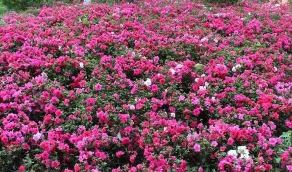 净化空气的植物室内花 | 生活妙招