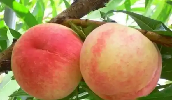 新品种桃树苗介绍,桃树最好品种？