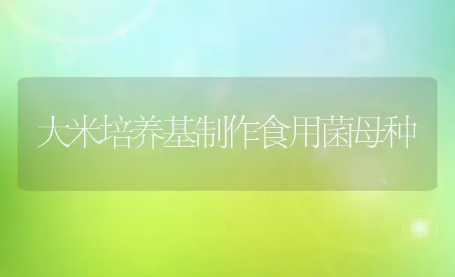 大米培养基制作食用菌母种 | 养殖技术大全