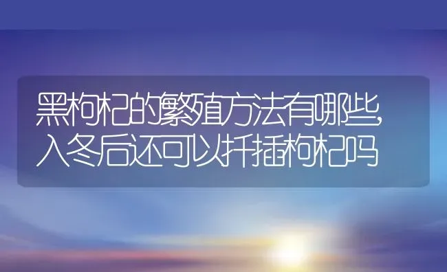 黑枸杞的繁殖方法有哪些,入冬后还可以扦插枸杞吗 | 养殖学堂