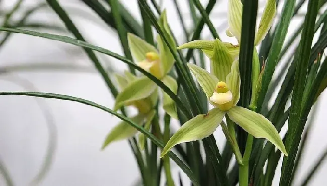 兰花怎么养 兰花如何浇水盆栽,兰花怎么浇水？
