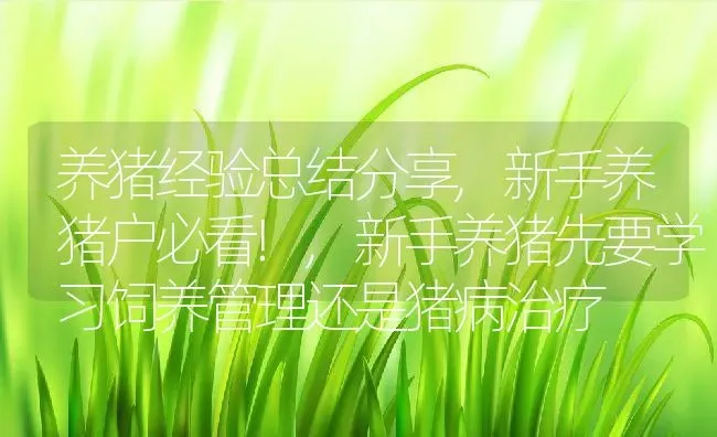 养猪经验总结分享,新手养猪户必看!,新手养猪先要学习饲养管理还是猪病治疗 | 养殖学堂