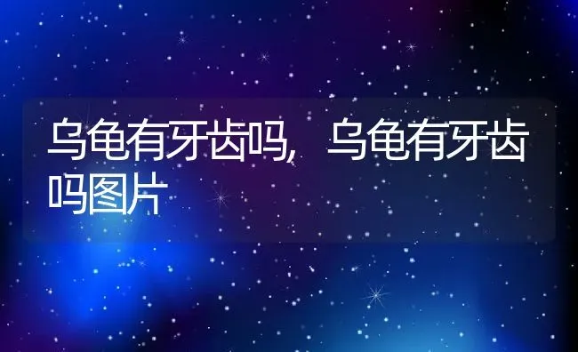 乌龟有牙齿吗,乌龟有牙齿吗图片 | 养殖科普