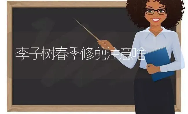 李子树春季修剪注意啥 | 养殖技术大全