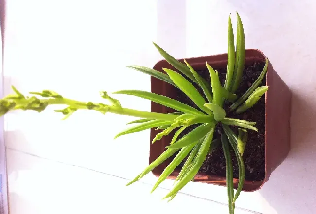 百合科植物有哪些,举出几个常见的单子叶植物和双子叶植物？