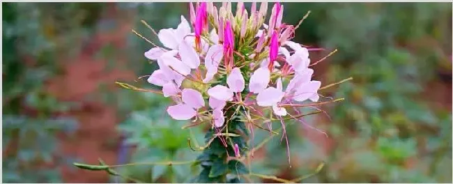 醉蝶花的功效与作用 | 妙招大全