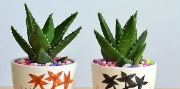 不用浇水的植物 | 妙招大全