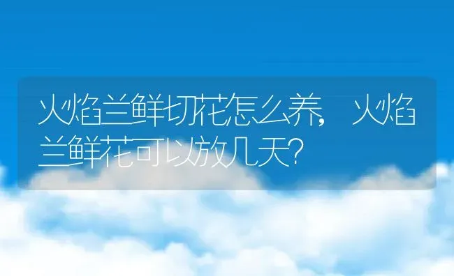 火焰兰鲜切花怎么养,火焰兰鲜花可以放几天？ | 养殖学堂