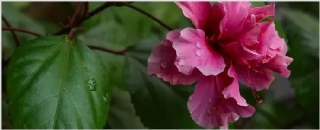 新买的扶桑花怎样缓苗 | 实用知识