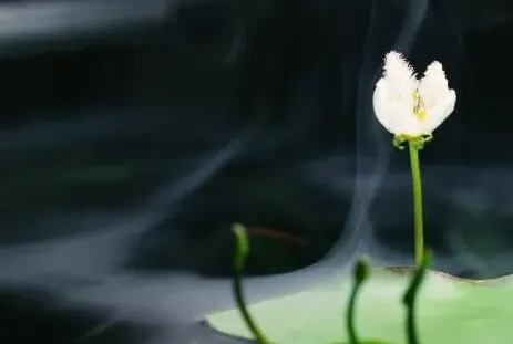 金银莲花——印度荇菜,一叶莲习性？