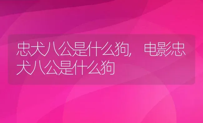 忠犬八公是什么狗,电影忠犬八公是什么狗 | 养殖资料