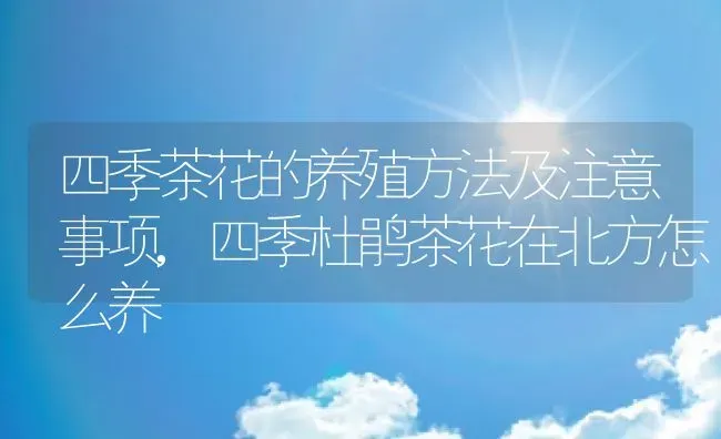 四季茶花的养殖方法及注意事项,四季杜鹃茶花在北方怎么养 | 养殖学堂