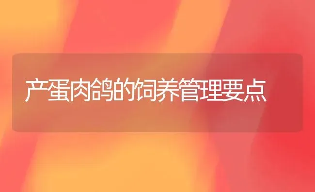 产蛋肉鸽的饲养管理要点 | 养殖知识