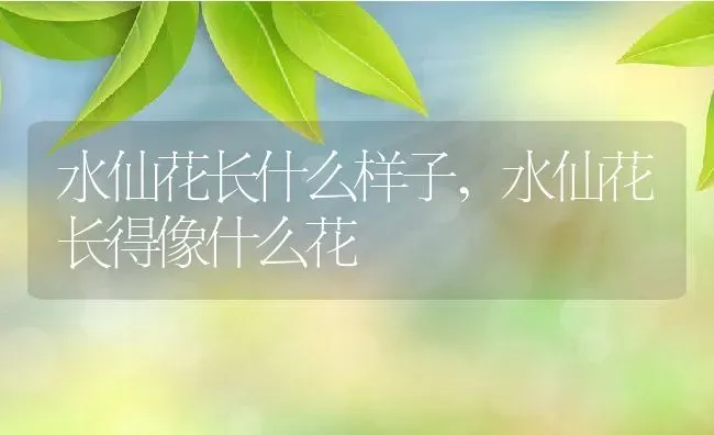 水仙花长什么样子,水仙花长得像什么花 | 养殖学堂