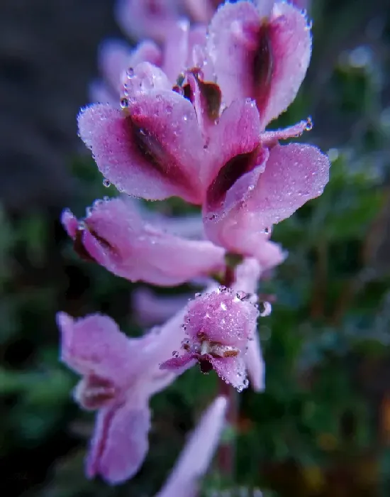 紫堇花为什么叫断肠草,芹菜的雅称？