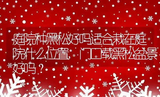 庭院种黑松好吗适合栽在庭院什么位置,门口载黑松盆景好吗？ | 养殖科普