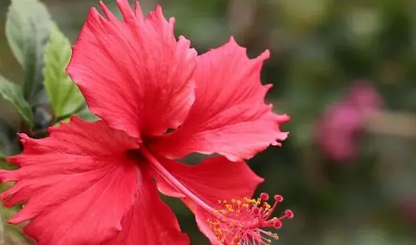 新买的扶桑花怎样缓苗 | 实用知识
