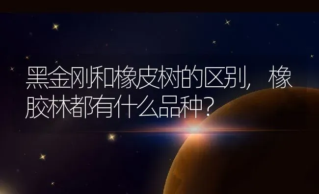 黑金刚和橡皮树的区别,橡胶林都有什么品种？ | 养殖科普