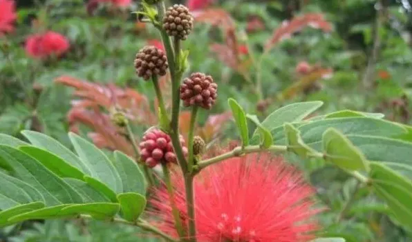 红绒球和朱缨花的区别 | 三农知识