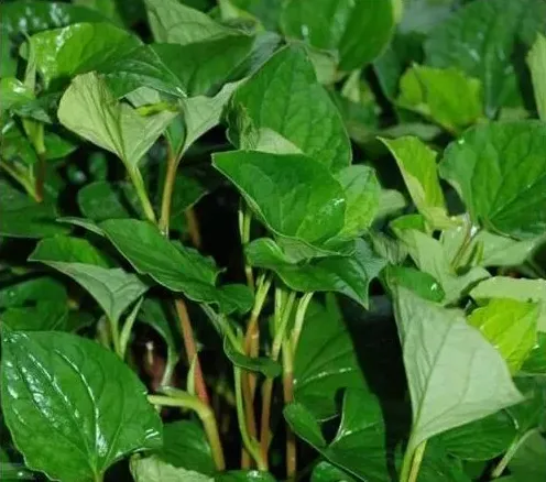 外治巧用鱼腥草 | 常识大全