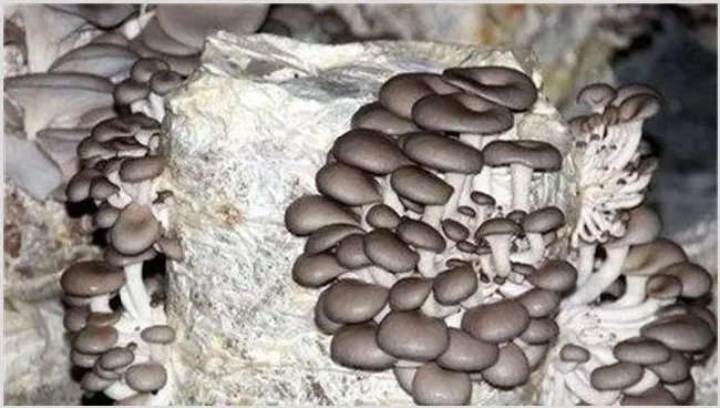 平菇种植常见误区 | 实用知识