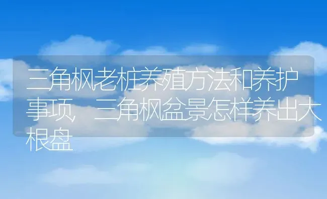 三角枫老桩养殖方法和养护事项,三角枫盆景怎样养出大根盘 | 养殖科普