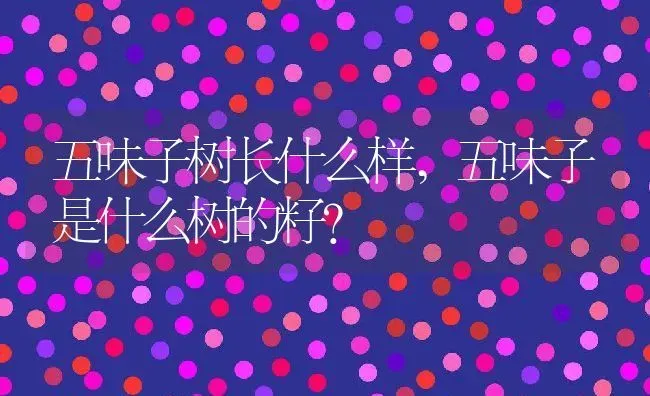 五味子树长什么样,五味子是什么树的籽? | 养殖科普