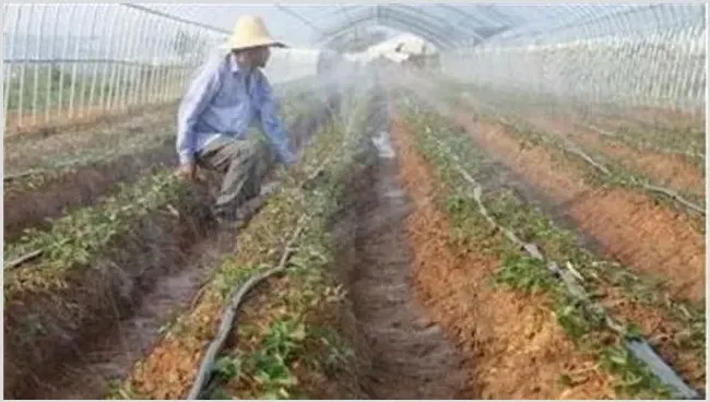 冬季辣椒浇水注意事项 | 生活常识