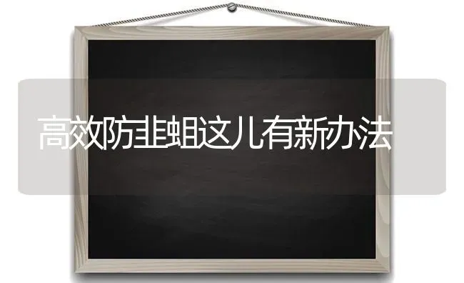 高效防韭蛆这儿有新办法 | 养殖技术大全