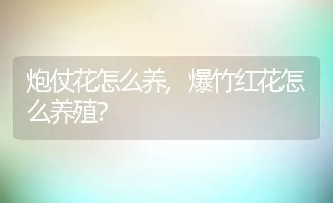 炮仗花怎么养,爆竹红花怎么养殖？ | 养殖科普