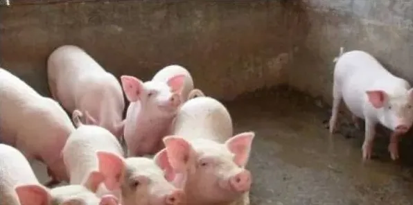 种牧草喂猪有六大优势，养殖户都知道吗？ | 妙招大全