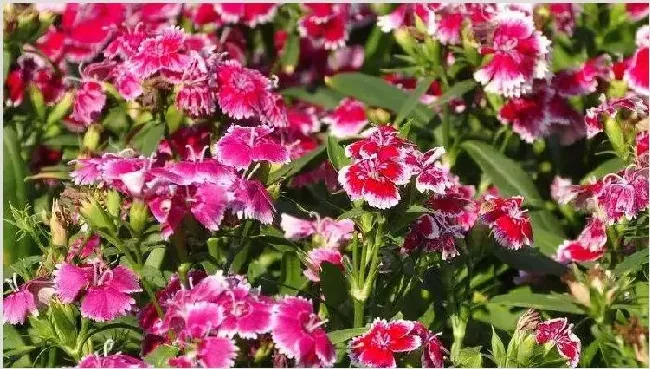 石竹花繁殖方法 | 生活妙招