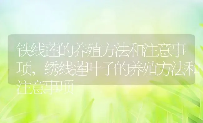 铁线莲的养殖方法和注意事项,绣线莲叶子的养殖方法和注意事项 | 养殖学堂