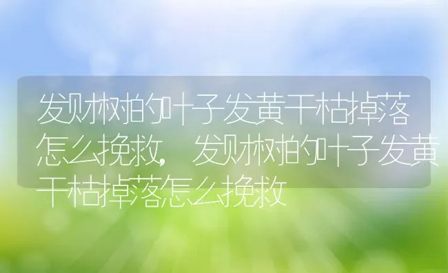 多肉佛珠的养殖方法和注意事项,长珠施肥方法？ | 养殖科普