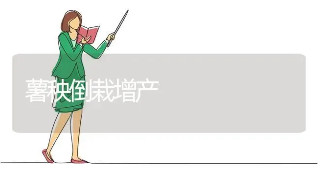 薯秧倒栽增产 | 养殖知识