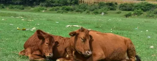 肉牛养殖基地的建设标准 | 生活常识