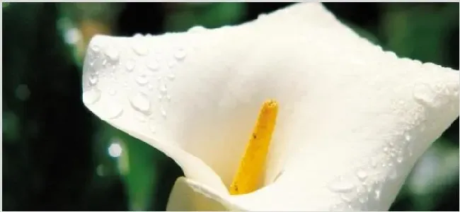 净化空气的植物室内花 | 生活妙招