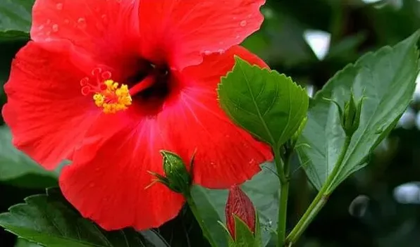 新买的扶桑花怎样缓苗 | 实用知识
