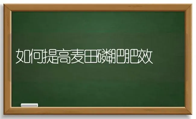 如何提高麦田磷肥肥效 | 养殖知识