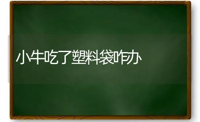 小牛吃了塑料袋咋办 | 养殖技术大全