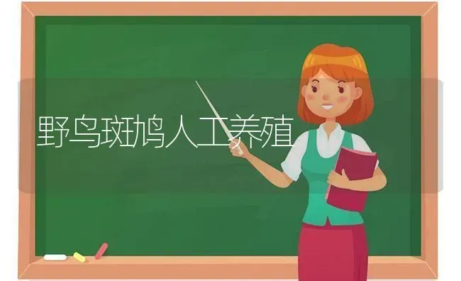 野鸟斑鸠人工养殖 | 养殖技术大全
