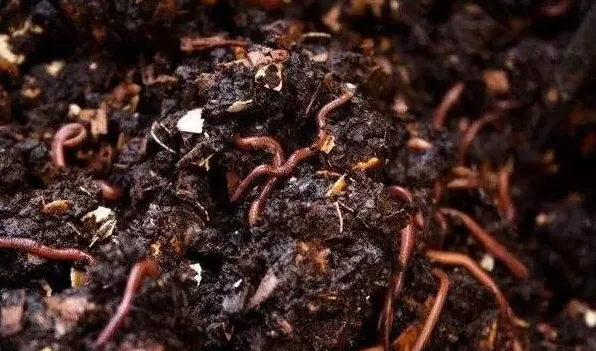 绿色产业：蚯蚓养殖效益高 | 妙招大全