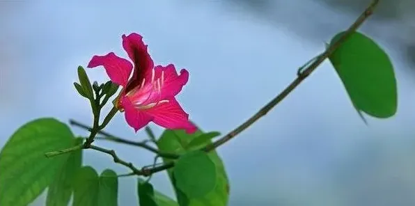 紫荆花能长多高 | 三农知识