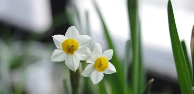 水仙花什么时候开花季节一般几点钟开放,水仙花的开放时间记录卡？