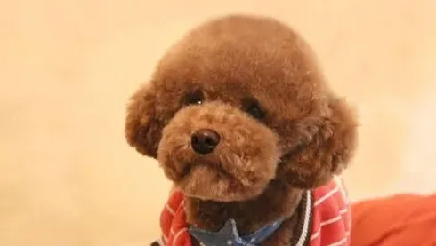 泰迪可以吃什么食物,泰迪犬爱吃什么零食？