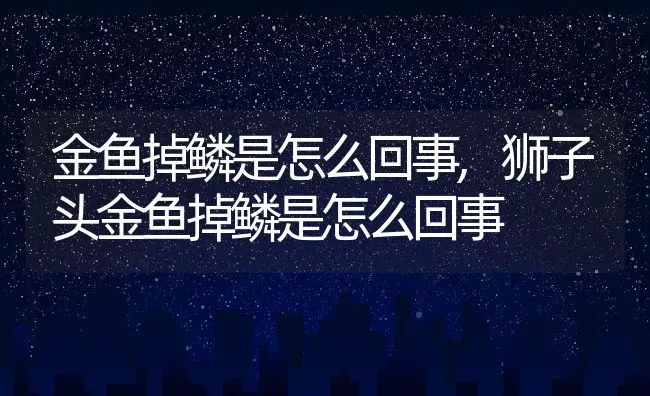 金鱼掉鳞是怎么回事,狮子头金鱼掉鳞是怎么回事 | 养殖资料