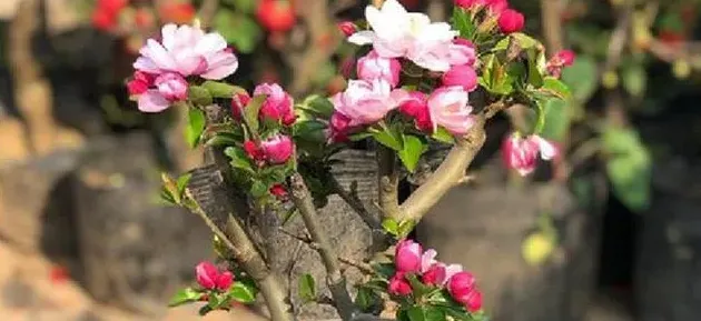 盆栽海棠花的养殖方法,盆栽海棠花怎么养？